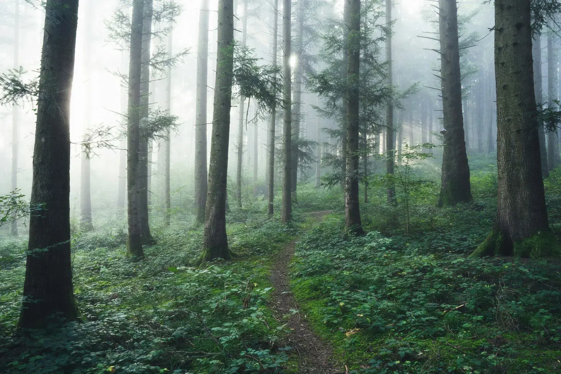 Quiet woodland path in autumn mist