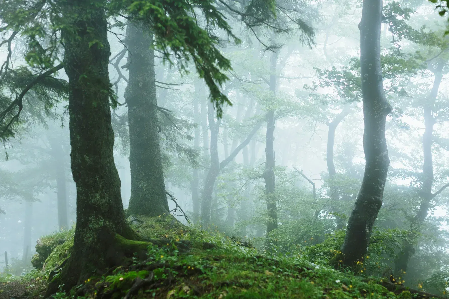Tall trees receding into a foggy Swiss forest