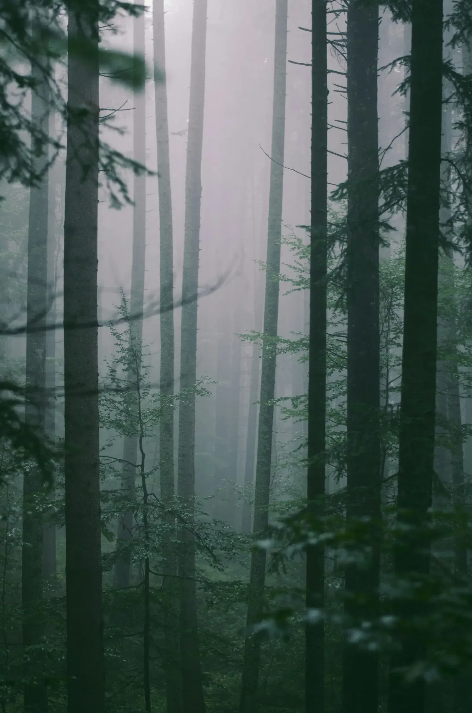 Green forest fading into fog